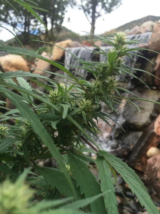 420 Loft Leilighet Glenwood Springs Eksteriør bilde
